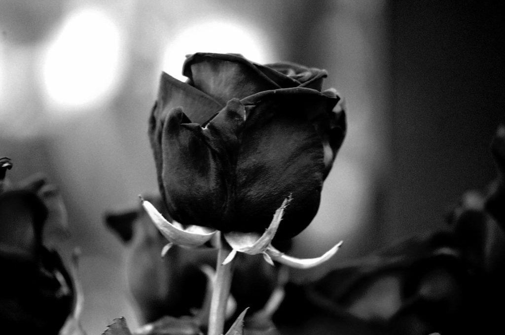 czarna róża mono kwiat