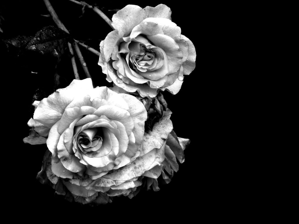 czarne róże wiszące