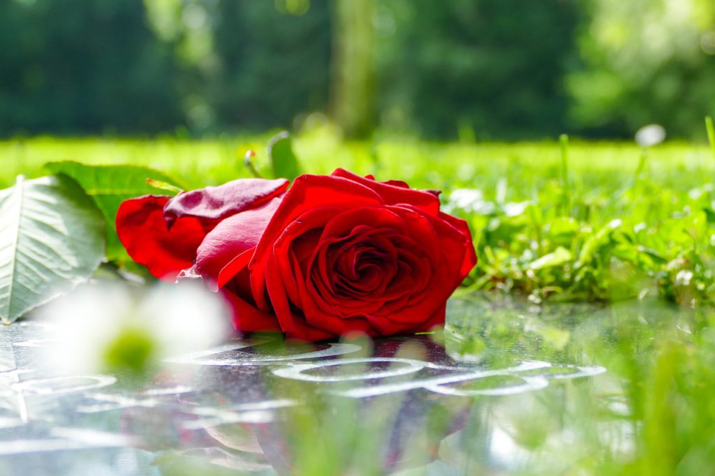 róża na grobie